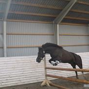 Anden særlig race Nemo <3