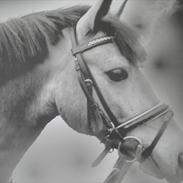 Welsh Pony af Cob-type (sec C) Benzon Stauslykke