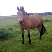 Welsh Pony af Cob-type (sec C) Benzon Stauslykke