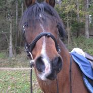 Anden særlig race Lady.