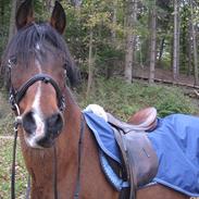 Anden særlig race Lady.