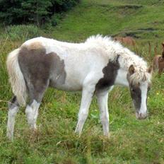 Anden særlig race Björk