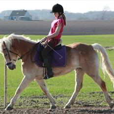 Haflinger Yasmin *min engel* Solgt :( 