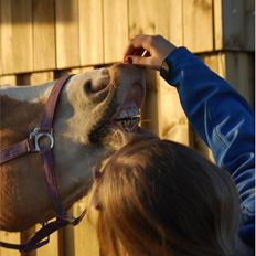 Haflinger Yasmin *min engel* Solgt :( 