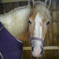 Haflinger Yasmin *min engel* Solgt :( 