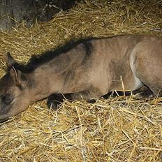 Welsh Pony af Cob-type (sec C) mitho's calista