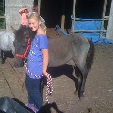 Welsh Pony af Cob-type (sec C) mitho's calista