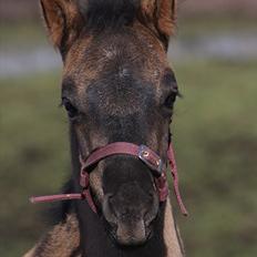 Welsh Pony af Cob-type (sec C) mitho's calista