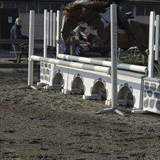 Hollandsk Sportspony Nicky (Født Nixon)