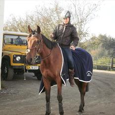 Hollandsk Sportspony Timon R.I.P. I love u!!!!