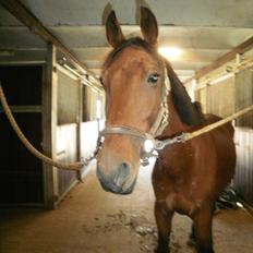 Hollandsk Sportspony Timon R.I.P. I love u!!!!