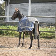 Hollandsk Sportspony Timon R.I.P. I love u!!!!