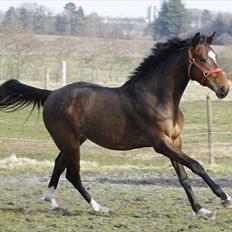 Dansk Varmblod Royal One Cruizer