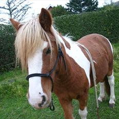 Anden særlig race Victor