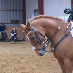 New Forest Foinix Dyrekjær