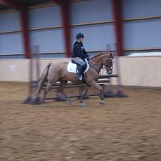 New Forest Foinix Dyrekjær