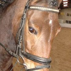 Anden særlig race Nyegaardens Max Nobél