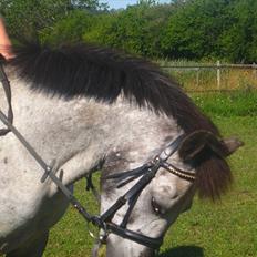 Anden særlig race Miss Molly