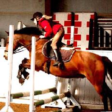 Anden særlig race Nyegaardens Max Nobél