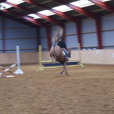 New Forest Foinix Dyrekjær