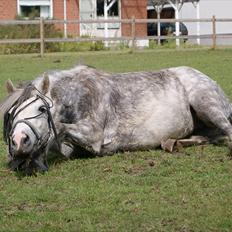 Anden særlig race Bonnie