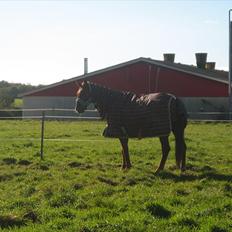 Dansk Varmblod Bækgårdens Amazing SOLGT