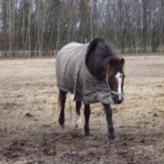 Hollandsk Sportspony Bon Fire    