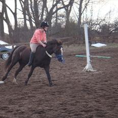 Hollandsk Sportspony Bon Fire    