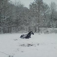 Anden særlig race IVER