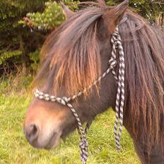 Islænder Bersi fra Meldgaard