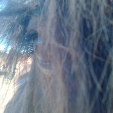 Islænder Bersi fra Meldgaard