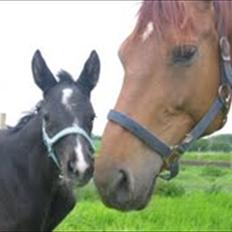 Dansk Varmblod Hjørnevang's Dominique