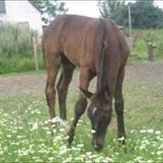 Dansk Varmblod Hjørnevang's Dominique