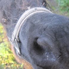 Shetlænder Batman fra Søholms