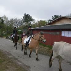 Anden særlig race bispevangens tyson