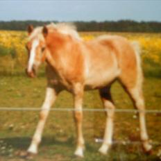 Haflinger Nando