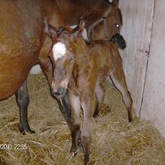 Anden særlig race Dali