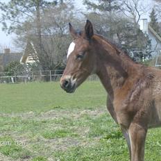 Anden særlig race Dali