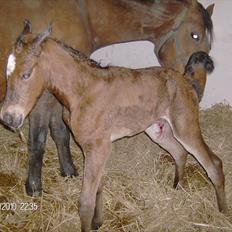 Anden særlig race Dali
