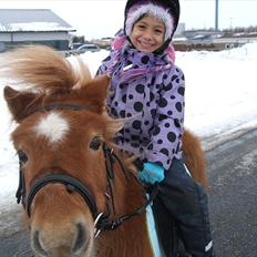 Shetlænder Knix Enya *solgt*