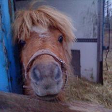 Shetlænder Knix Enya *solgt*