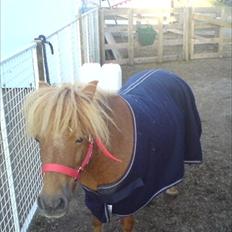 Shetlænder Knix Enya *solgt*