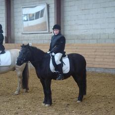 Anden særlig race BlackJack Er desvære i Heste Himlen