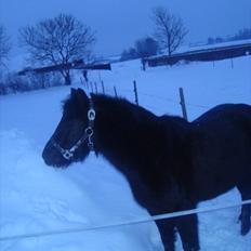 Anden særlig race BlackJack Er desvære i Heste Himlen