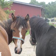 Standardbred Tequila ^SOLGT^