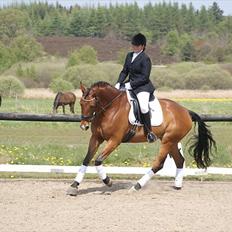 Dansk Varmblod Bakkegaardens Anemone