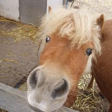 Shetlænder Lucas *Solgt*
