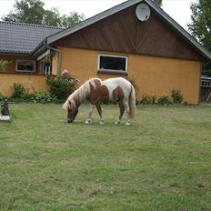 Shetlænder Lucas *Solgt*