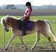 Haflinger Yasmin *min engel* Solgt :( 
