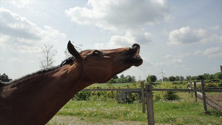 DSP Passion * Palle* - 21-05-11 billede 12